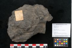 Foto (Objekt + Etikett) von Coniferae indet.  (NHMW-GEO-2024-0188-10319)